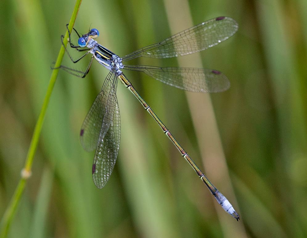 Lestes plagiatus